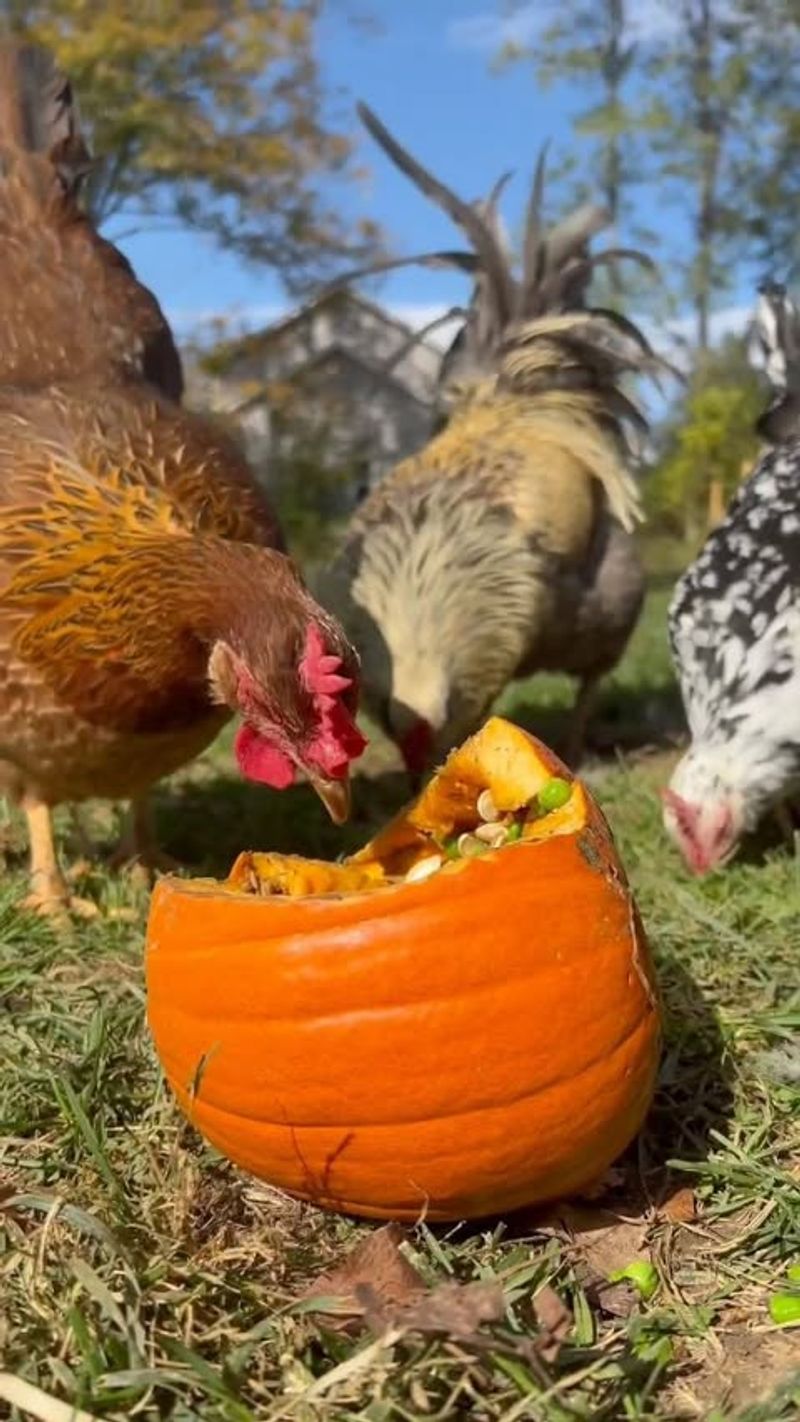 Feed Chickens For Better Egg Production