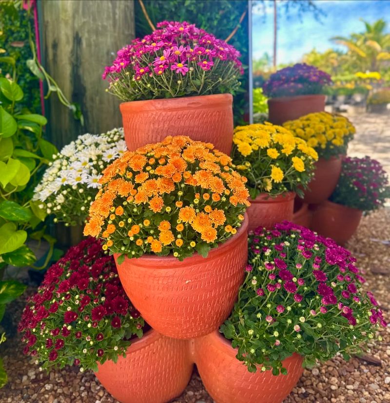 Encouraging Stronger Growth Alongside Other Fall Plants