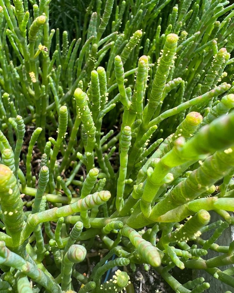 Samphire