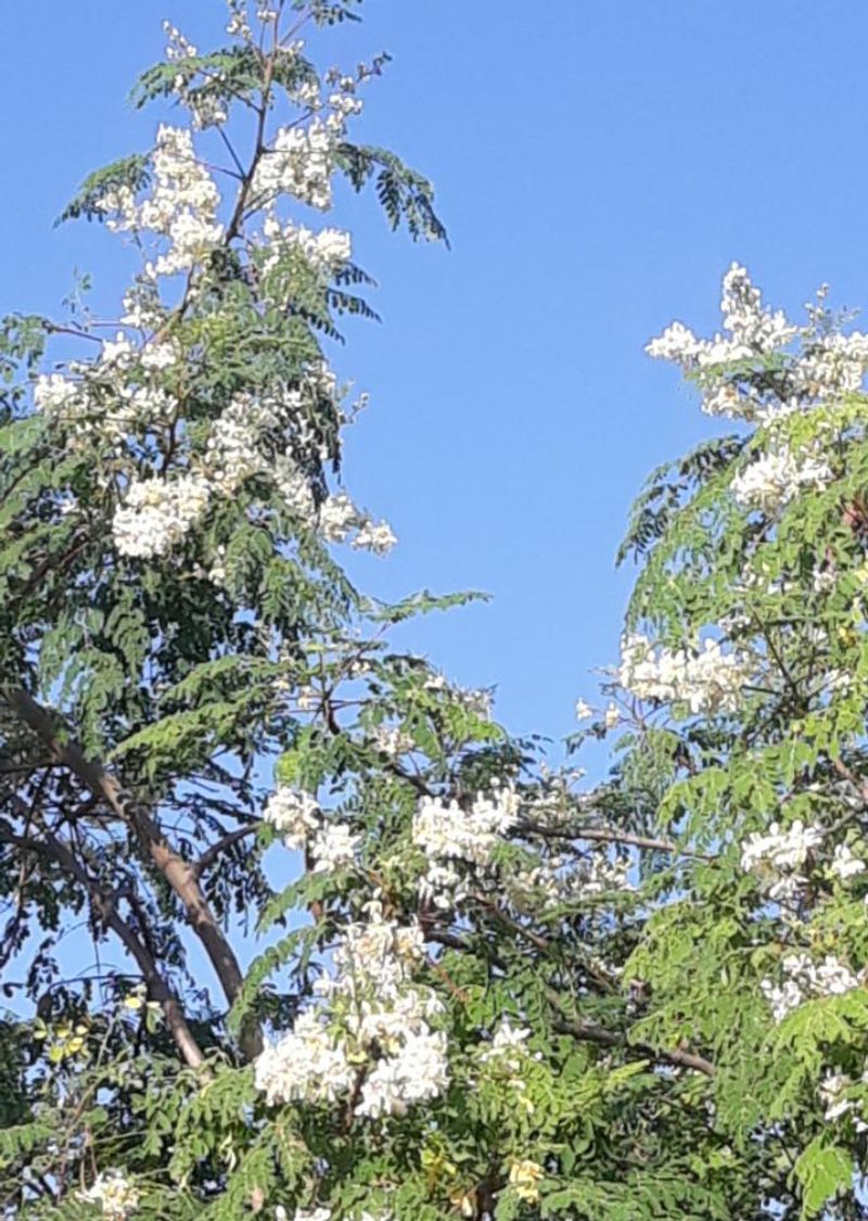 Chinaberry Fruits