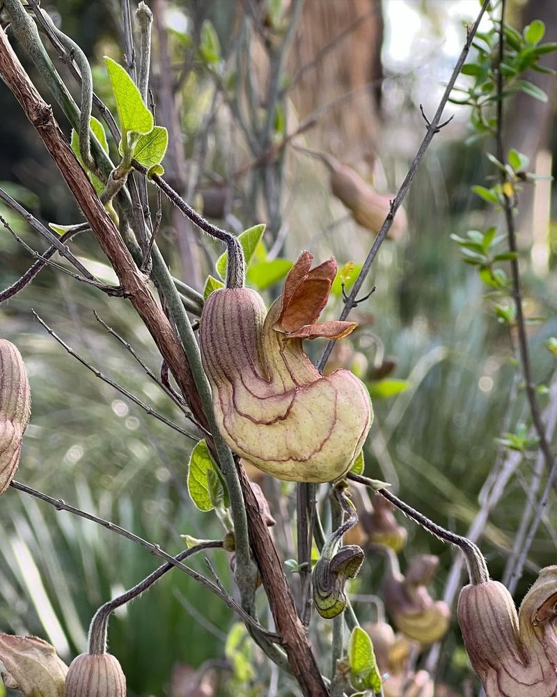California Pipevine (Aristolochia californica)
