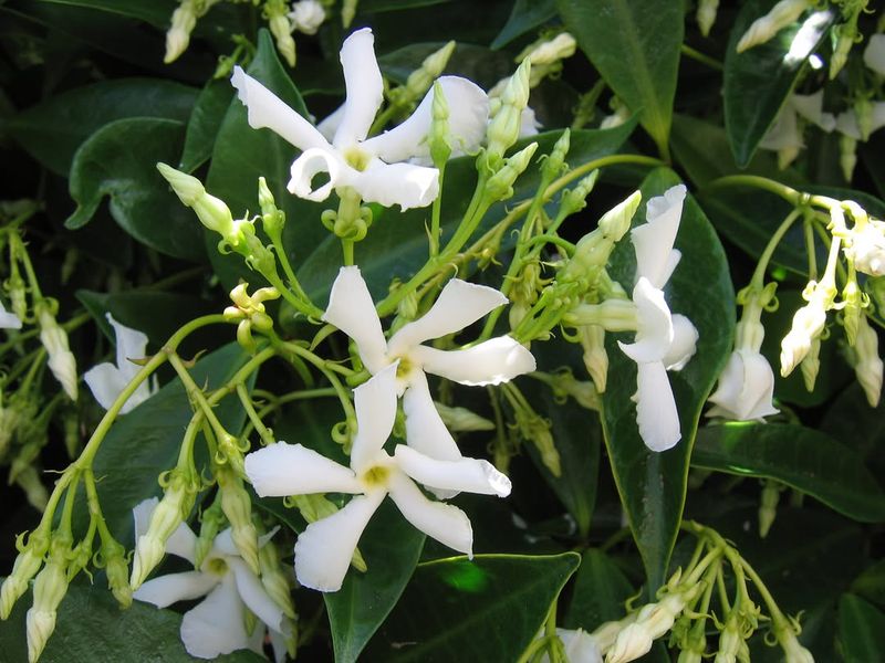 Jasmine