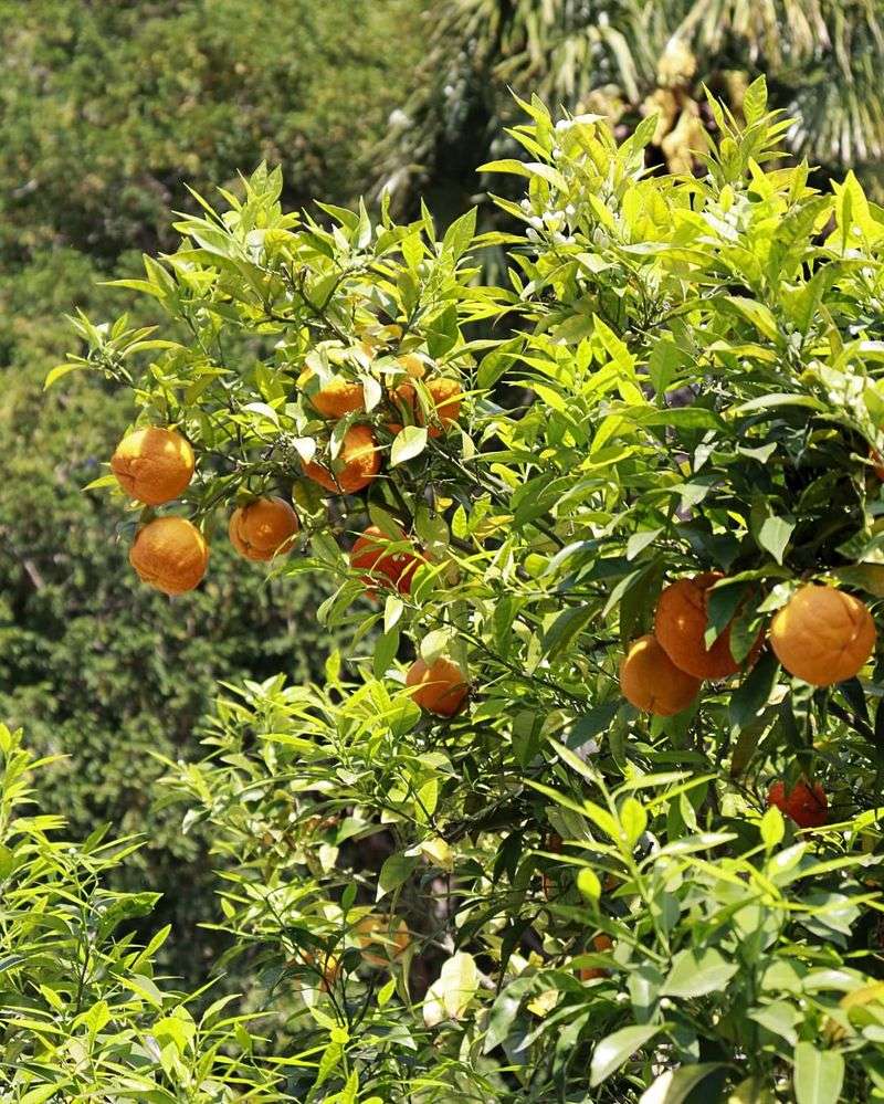 Citrus