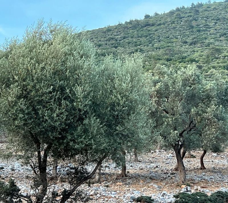 Olive Trees