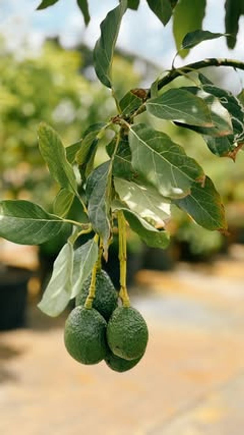 Avocado