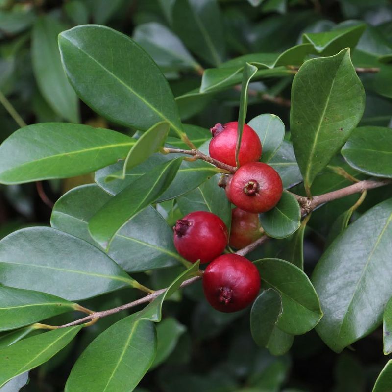 Strawberry Guava Trees