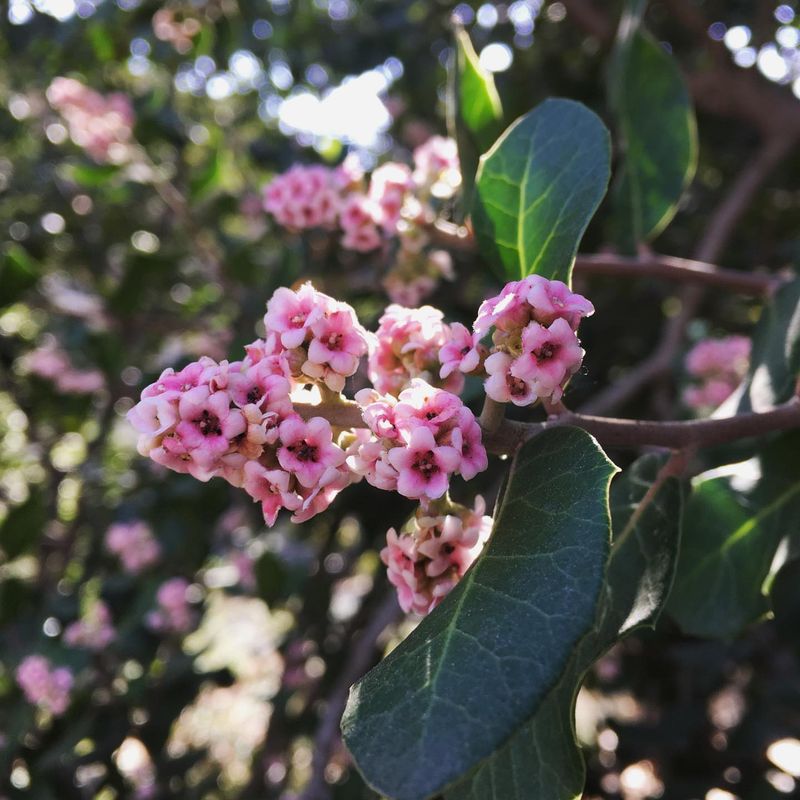 Lemonadeberry (Rhus integrifolia)