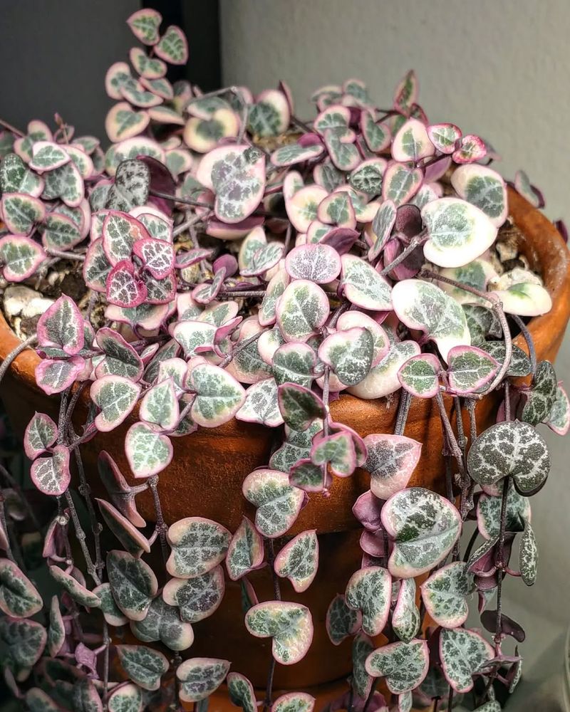 Ceropegia Woodii Variegated