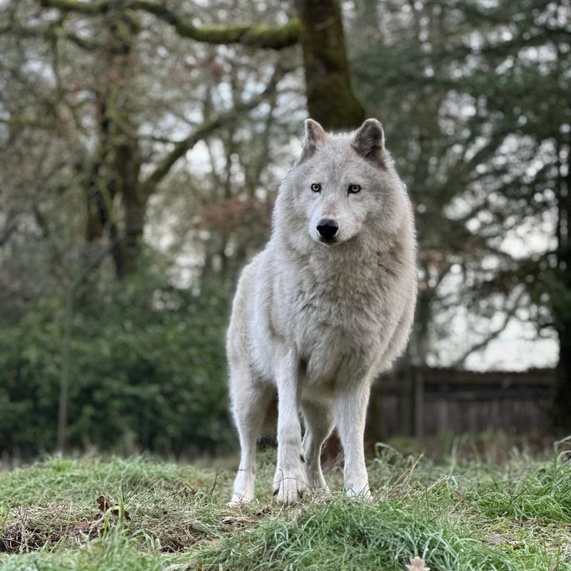 Gray Wolf