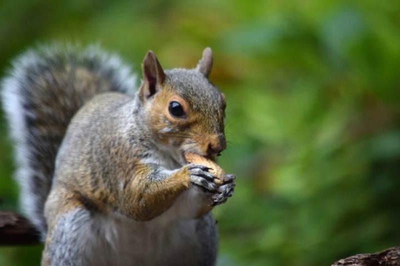 Western Gray Squirrels