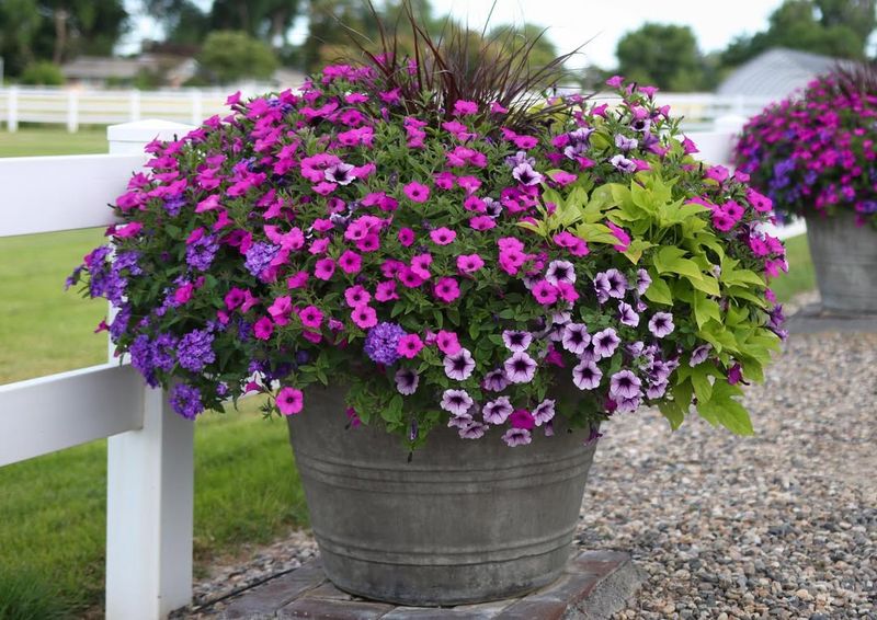 Petunias