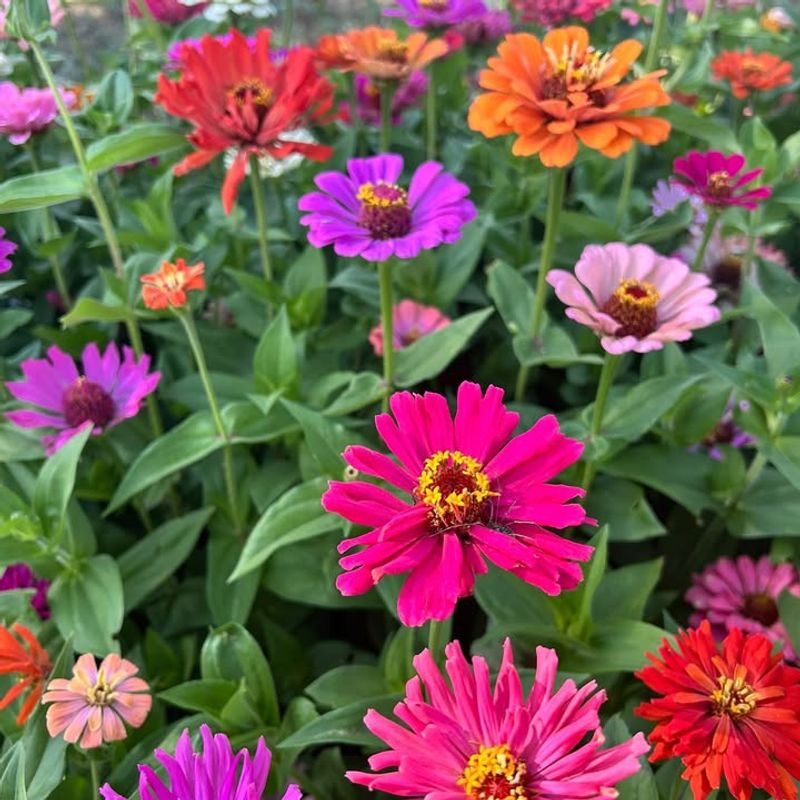 Zinnias