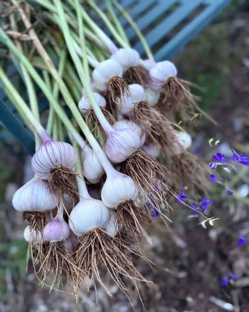 Garlic