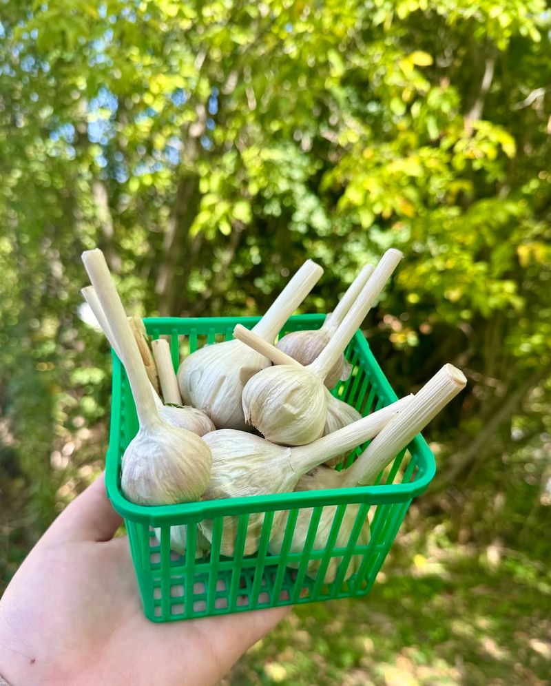 Garlic