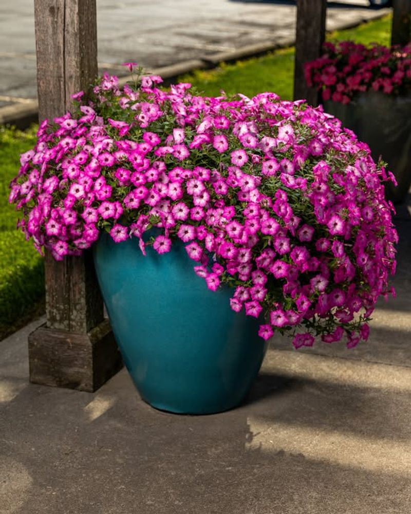 Petunias