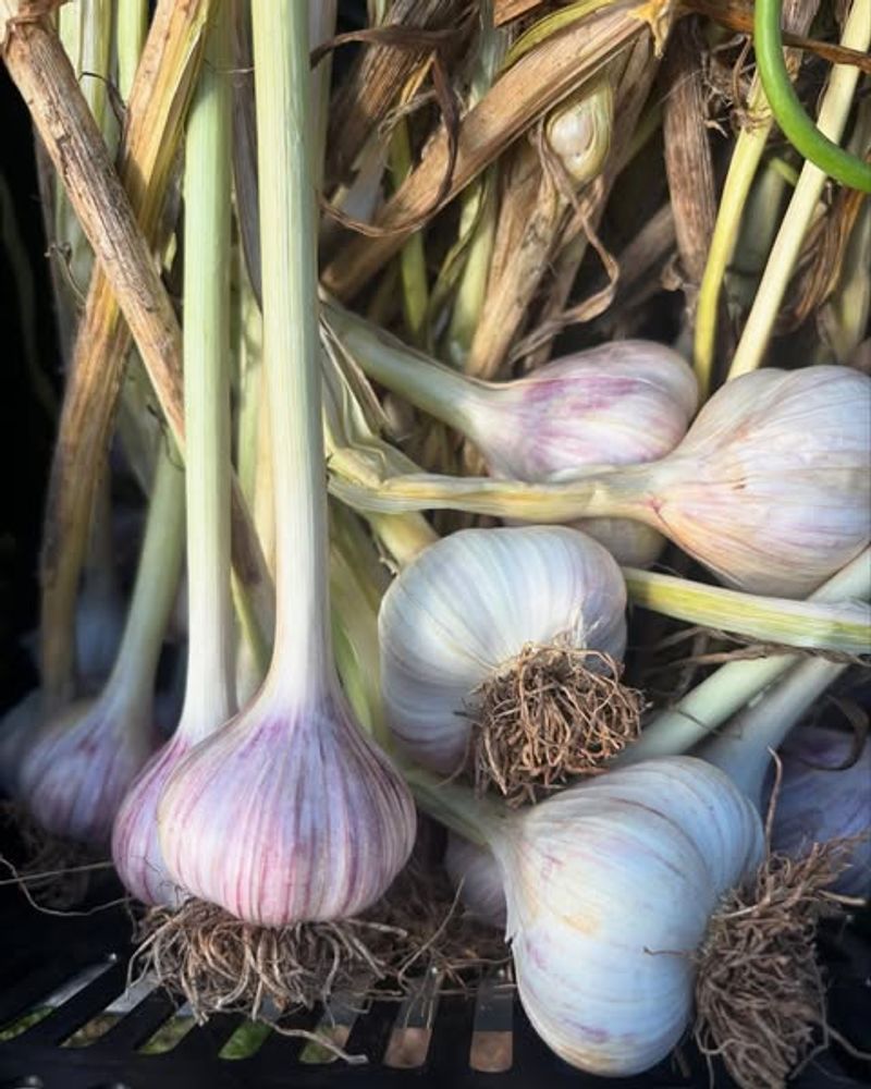 Garlic