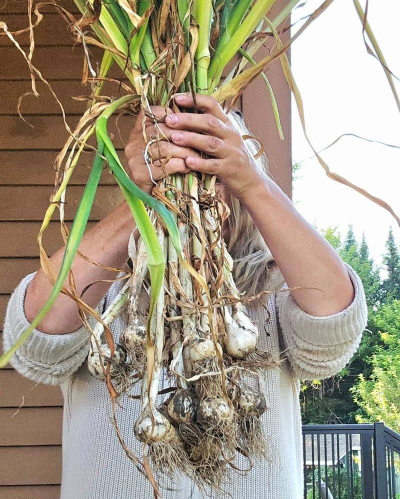 Garlic