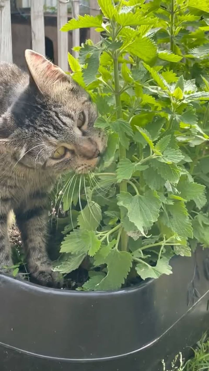 Catnip