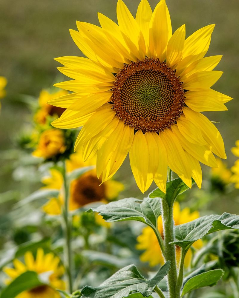 Sunflowers