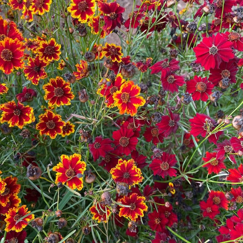 Cosmos With Coreopsis To Extend Pollination