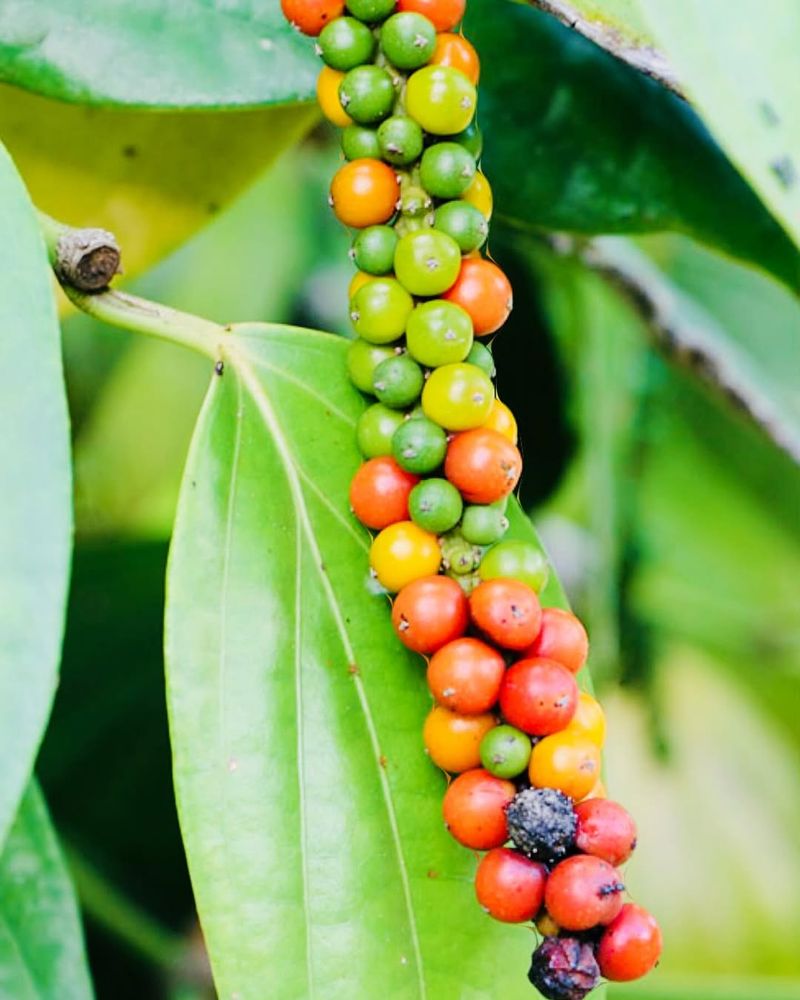 Black Pepper Plant: Spicy Defender
