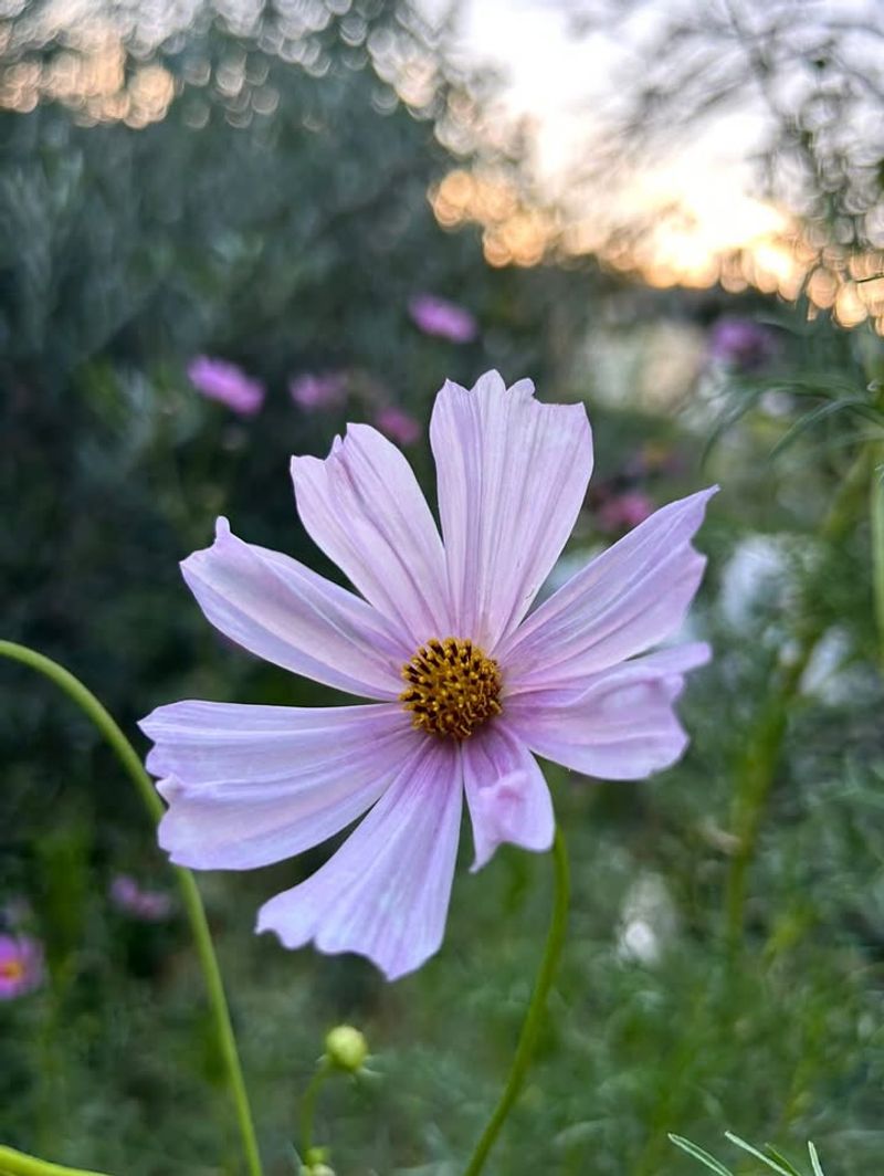Cosmos