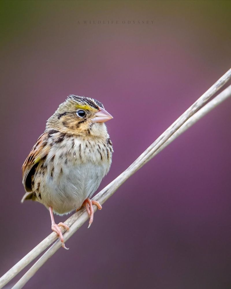 Henslow's Sparrow