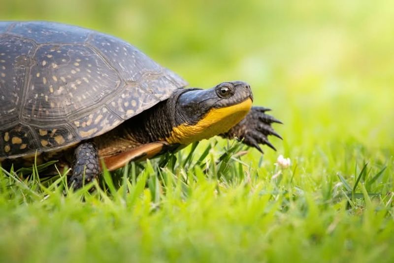 Blanding's Turtles