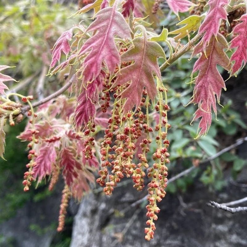 Perfect Weather Conditions Last Spring