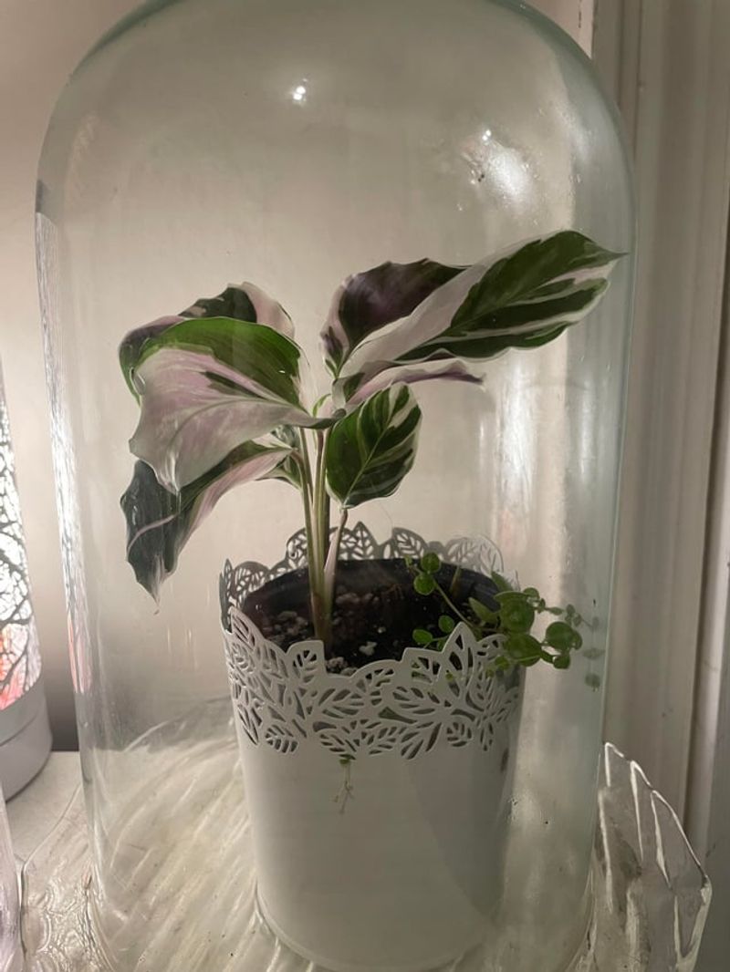 Keep Humidity Levels Consistently High