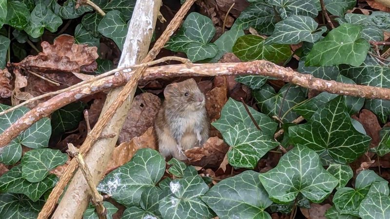 Perfect Hideout For Pests