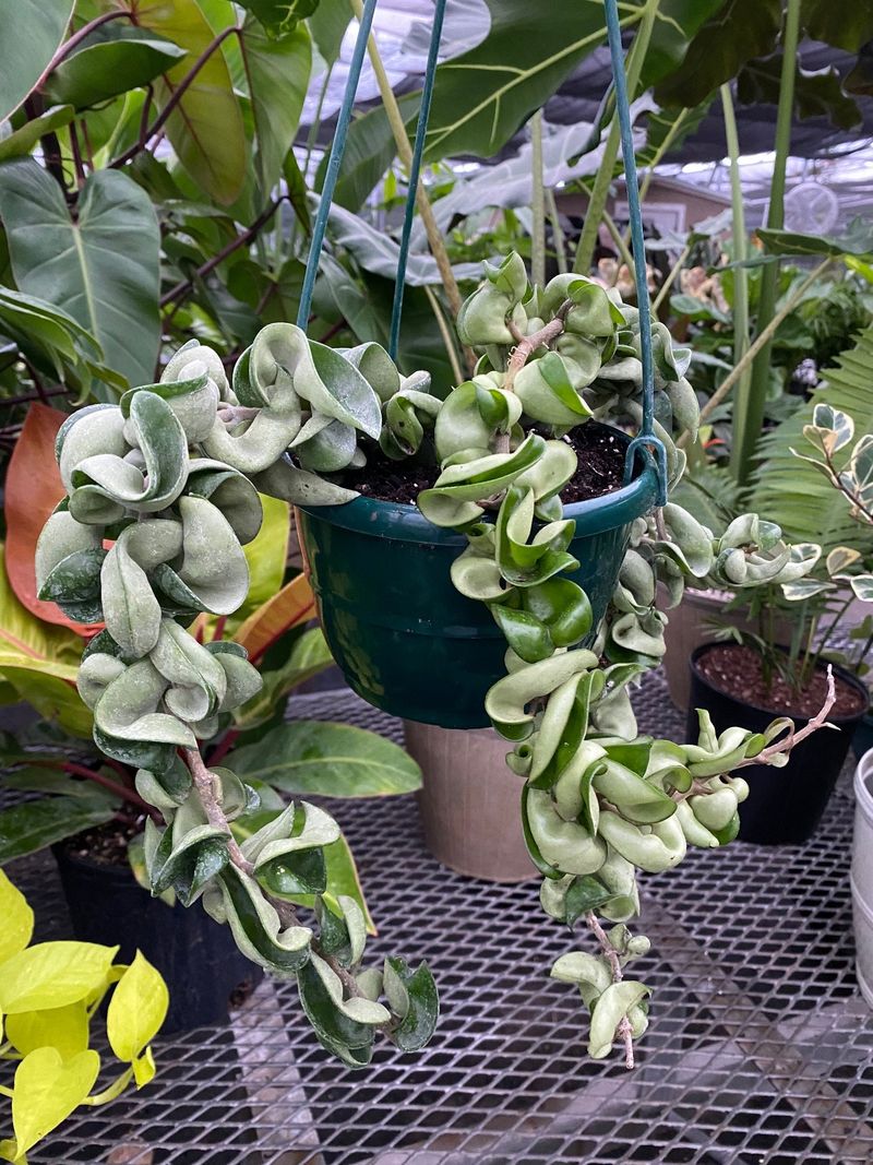 Spiral Variegated Hoya Compacta