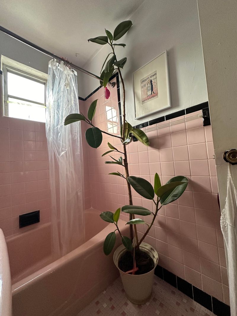 Vintage Rubber Plant