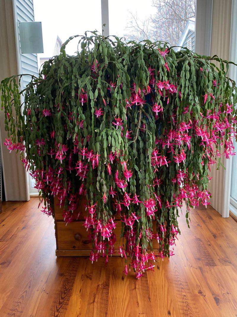 Antique Christmas Cactus