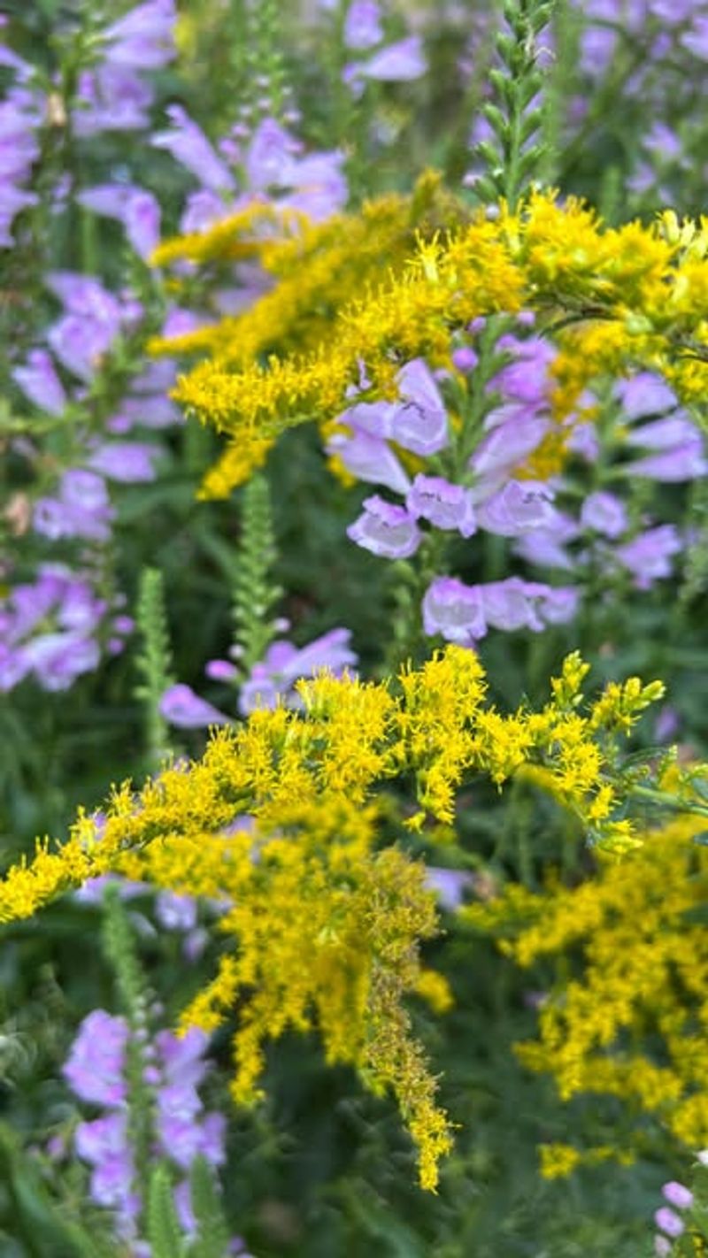 Goldenrod