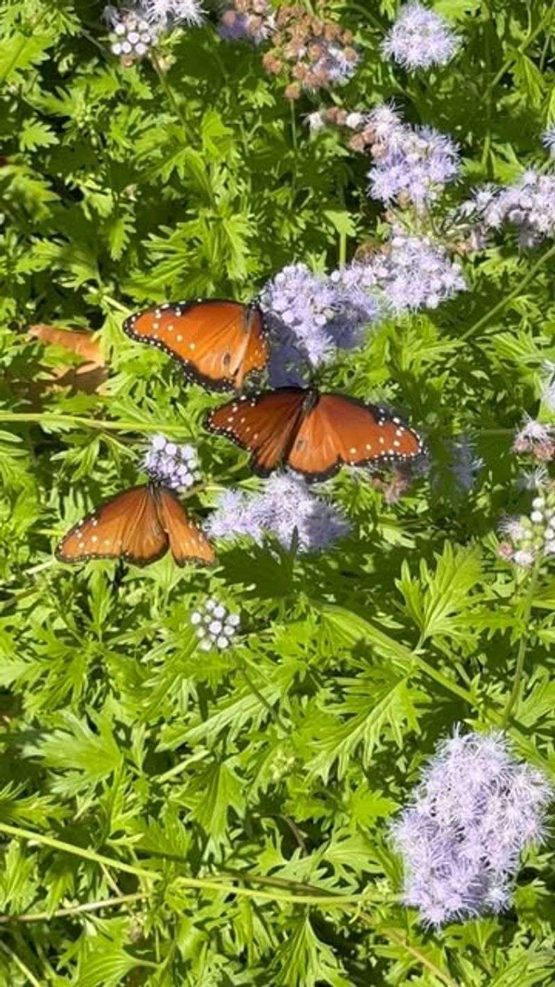 Gregg's Mistflower