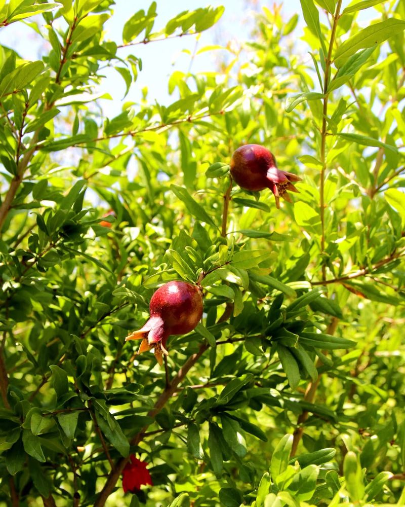Pomegranates
