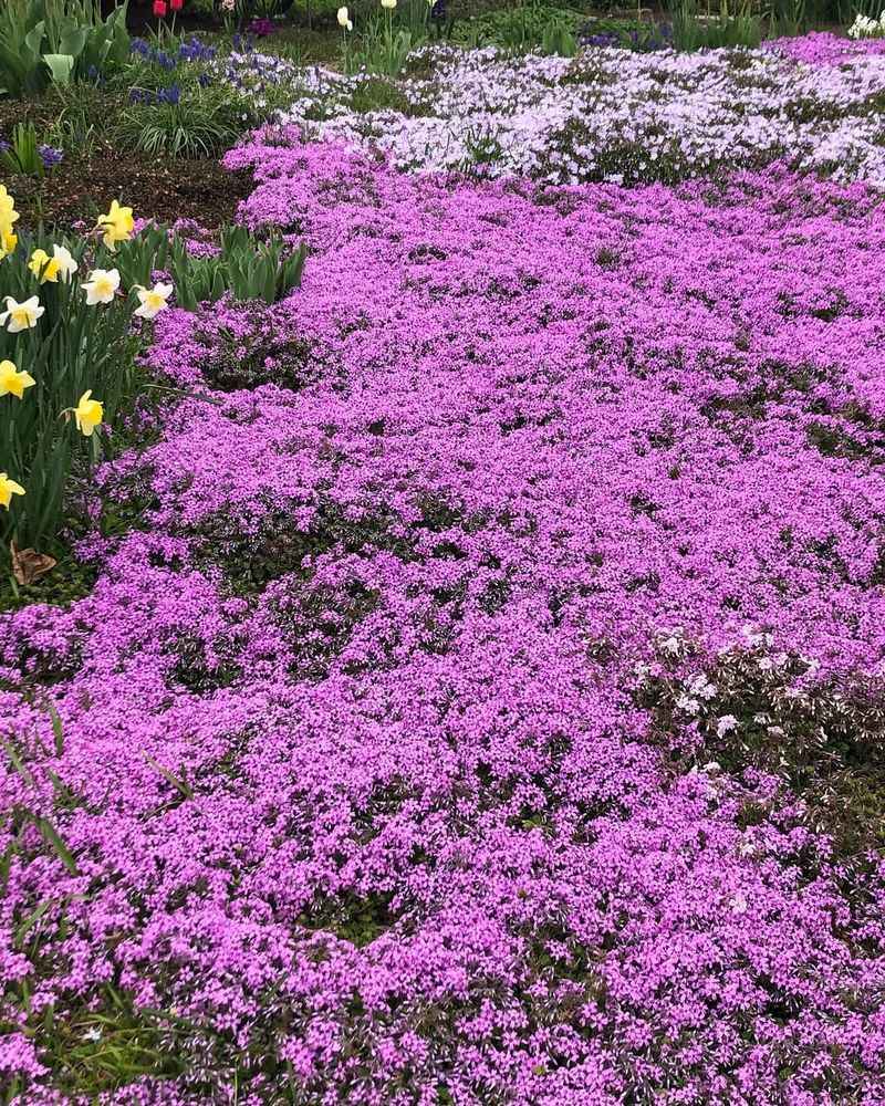 Moss Phlox