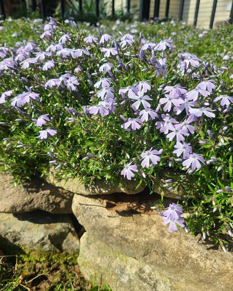 Phlox Subulata (Moss Phlox)