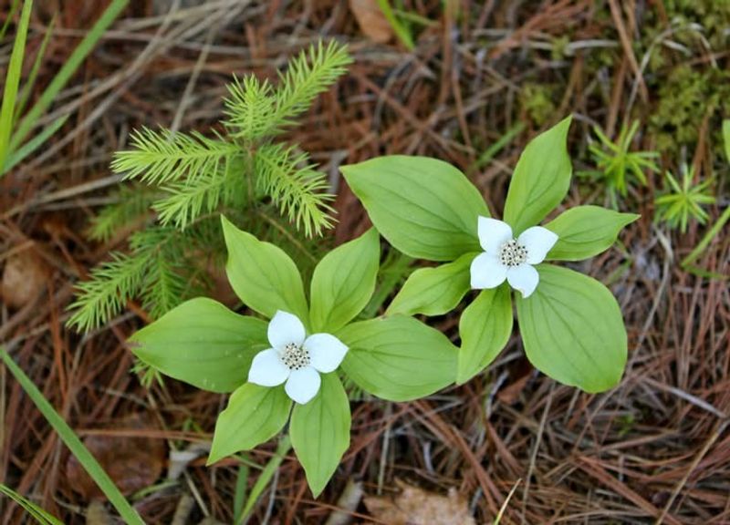 Bunchberry (Cornus Canadensis)