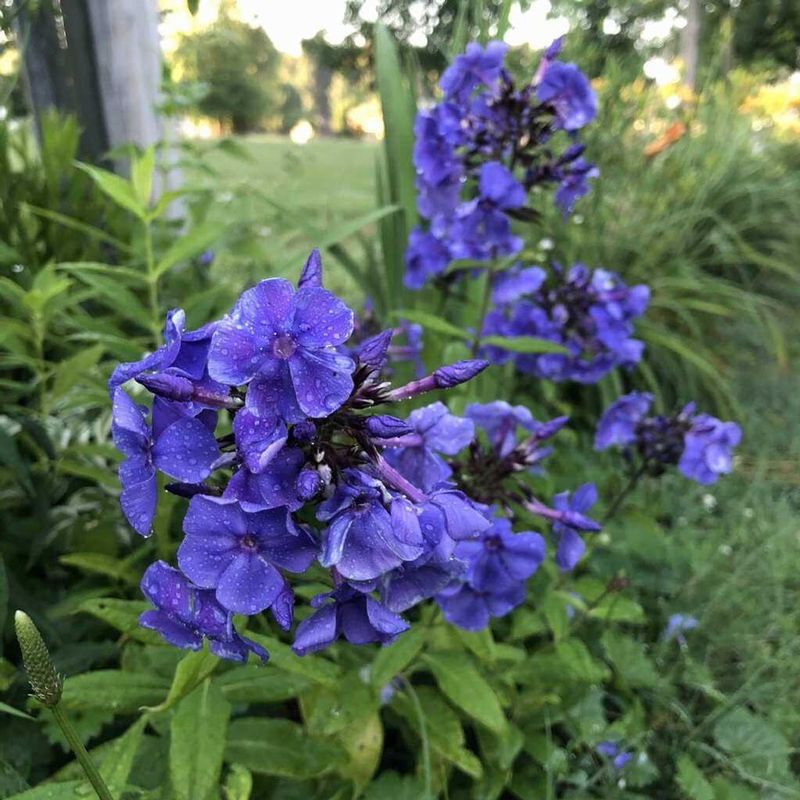 Phlox paniculata 'Blue Paradise'