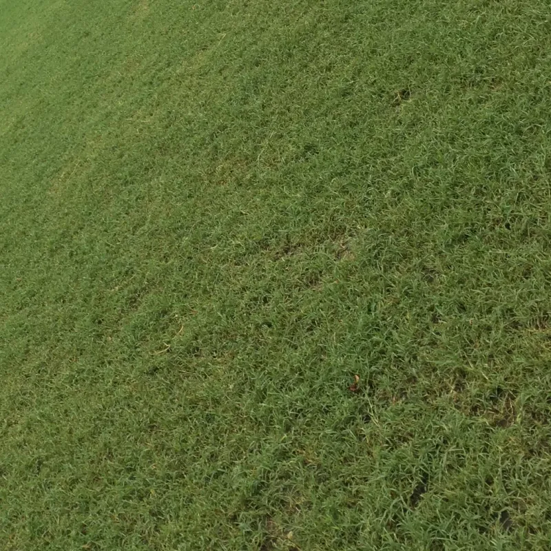 Bermuda Grass (Cynodon dactylon)