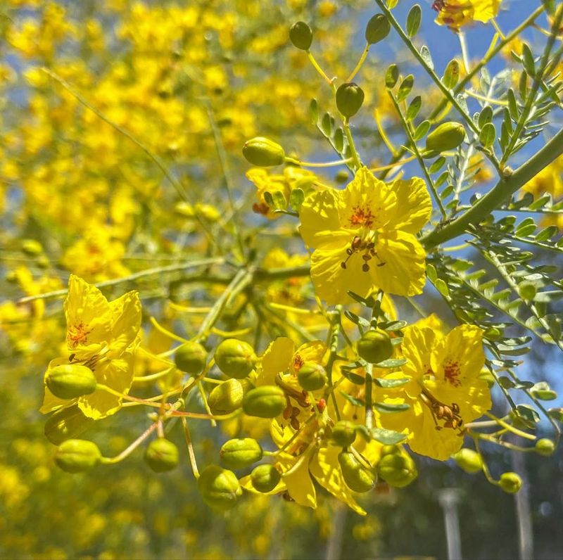 Palo Verde: Arizona's Living State Symbol