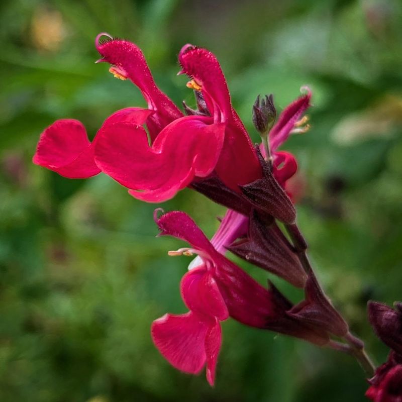 Autumn Sage