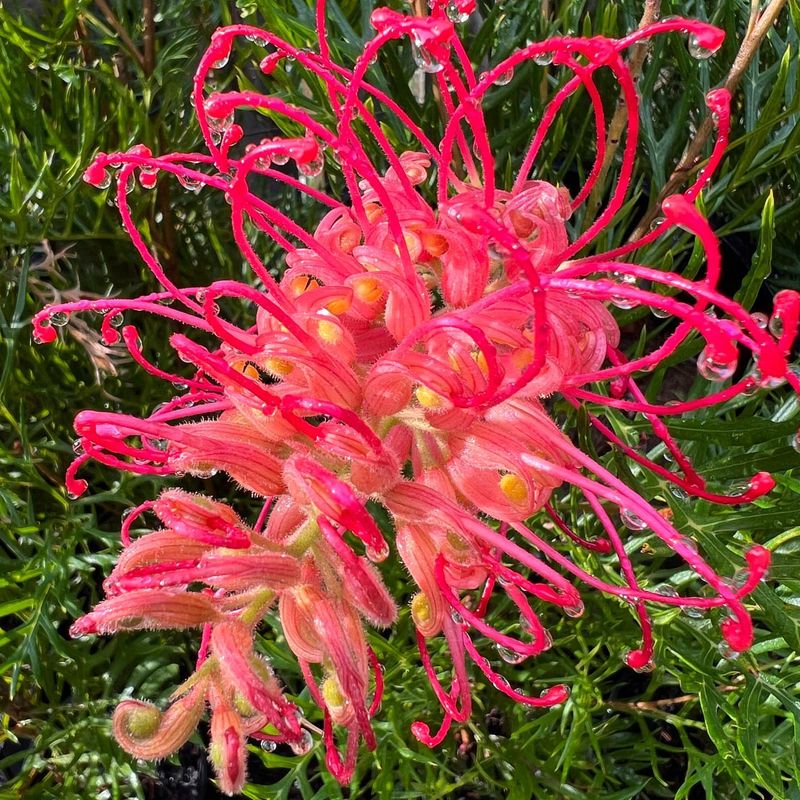 Grevillea