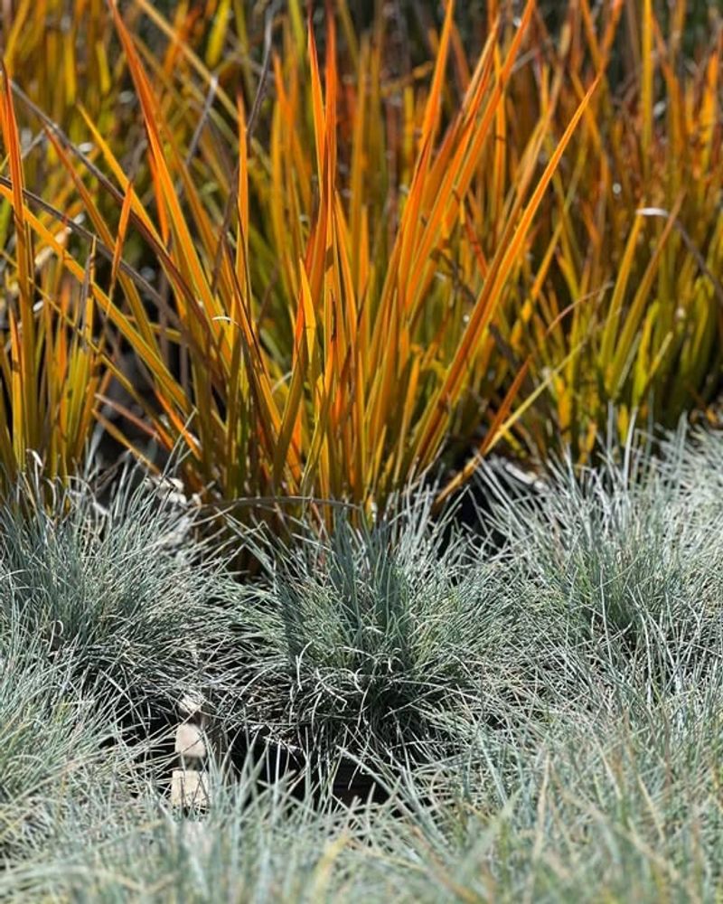 Blue Fescue