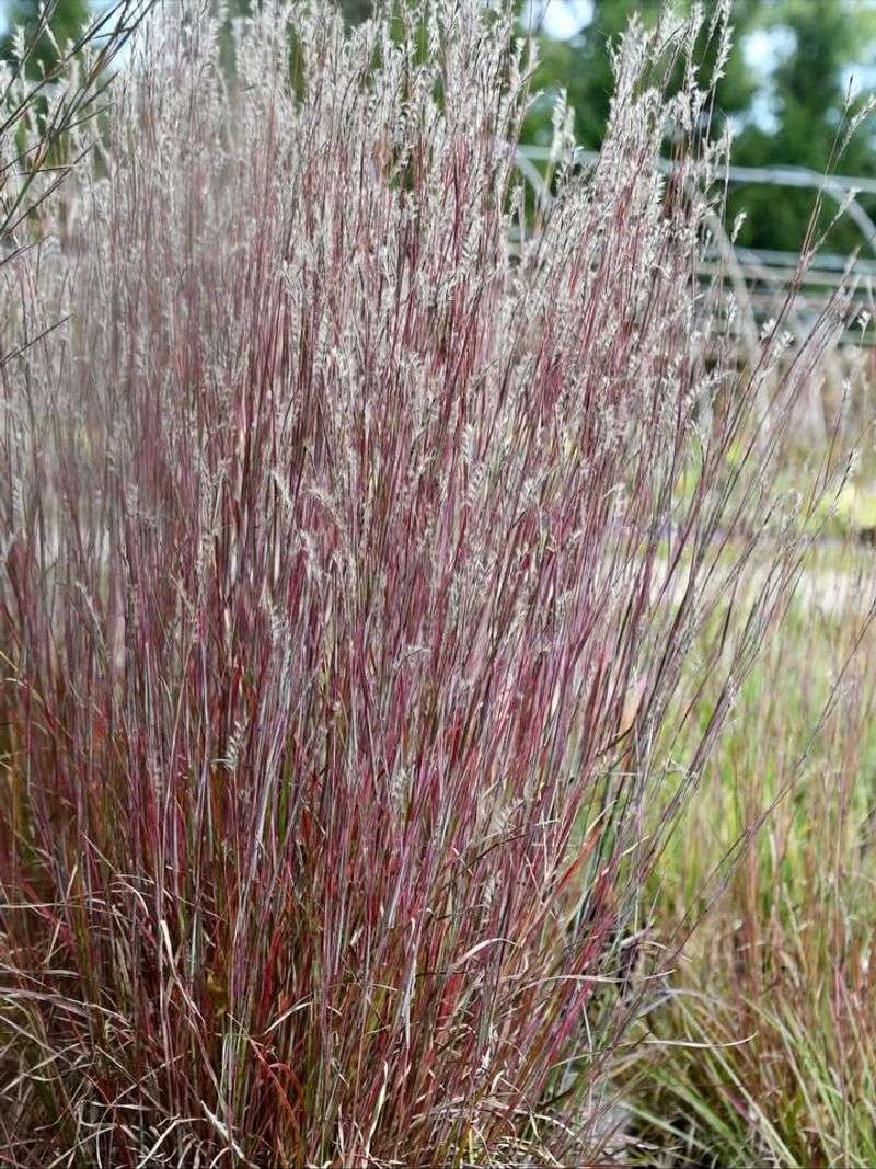 Gulf Muhly