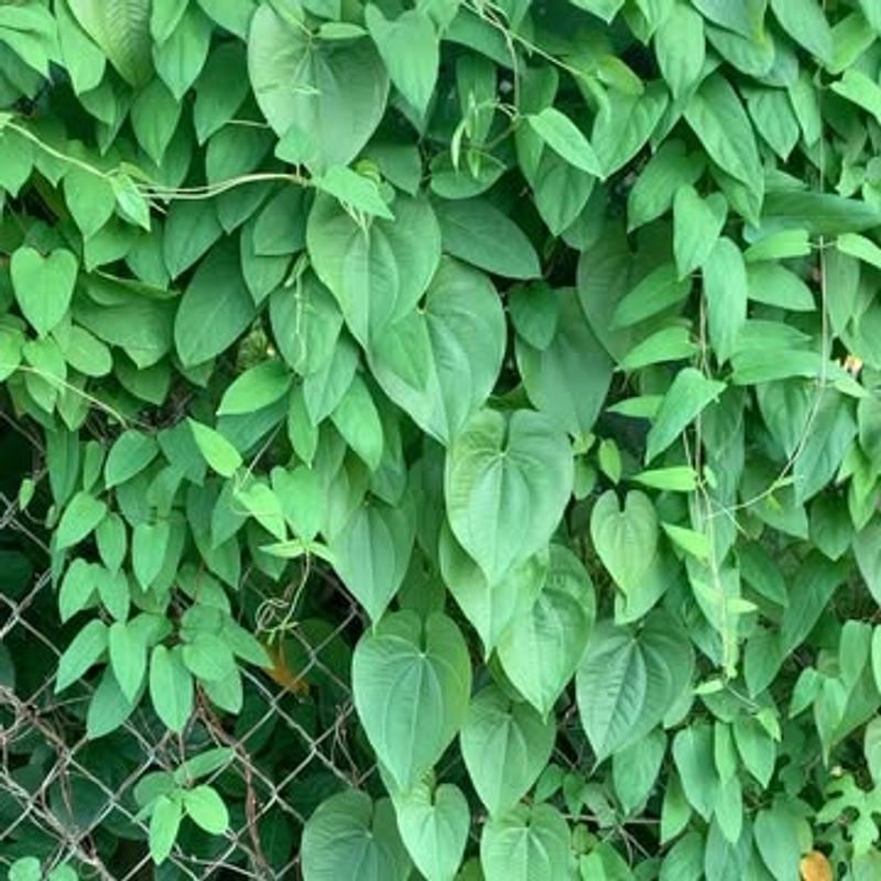 Air Potato (Dioscorea bulbifera)
