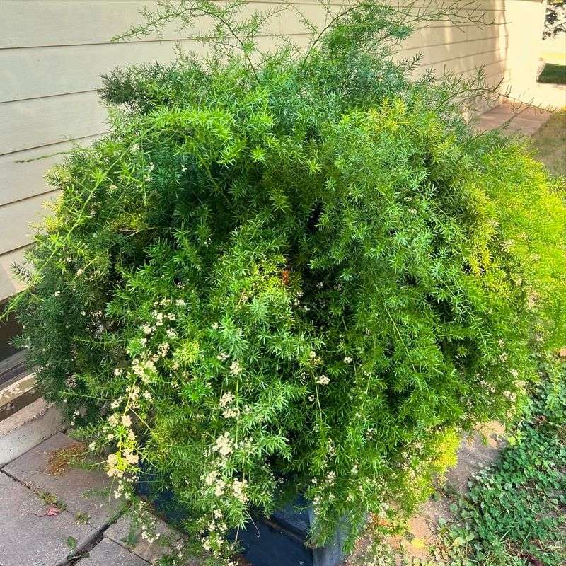 Asparagus Fern