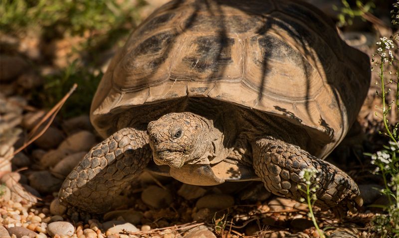 Desert Tortoises